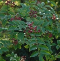 Zanthoxylum planispinum 