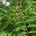 Zanthoxylum coreanum