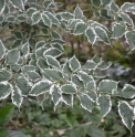 Zelkova serrata 'Goshiki'