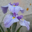 Mythiques iris du Japon / Japanese Iris