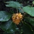 Actinidia cf. chinensis BO-15-007