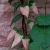 Actinidia tetramera var.maloides