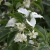 Actinidia valvata 