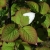 Actinidia kolomikta RU4881